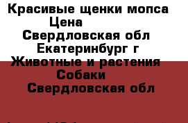 Красивые щенки мопса › Цена ­ 45 000 - Свердловская обл., Екатеринбург г. Животные и растения » Собаки   . Свердловская обл.